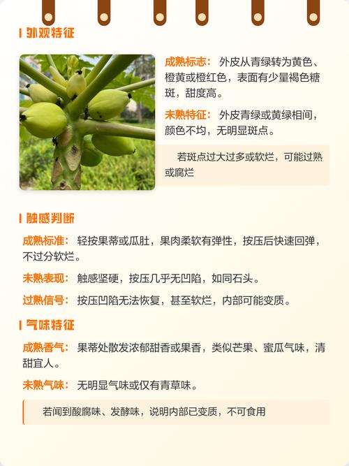 木瓜怎么算熟了?从种植到采摘,教你一眼判断最佳成熟度 总结