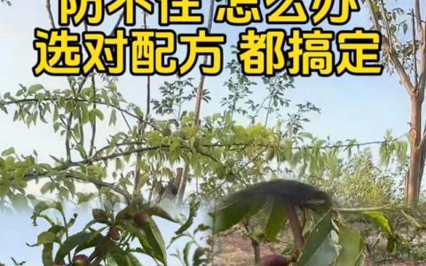桃树食心虫防治最佳时间与全面解决方案