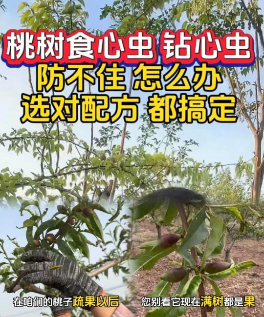 桃树食心虫防治最佳时间与全面解决方案