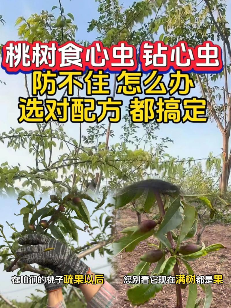 桃树食心虫防治最佳时间与全面解决方案