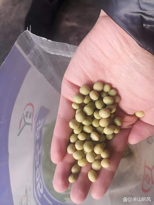 种子需要泡吗?正确浸泡让发芽率翻倍 这些种子 必须泡