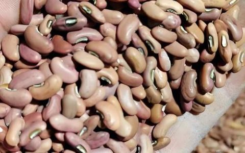种子需要泡吗？正确浸泡让发芽率翻倍