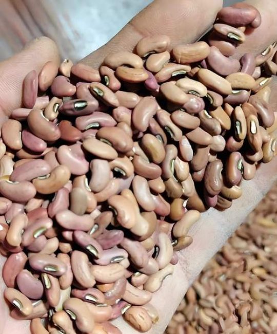 种子需要泡吗？正确浸泡让发芽率翻倍