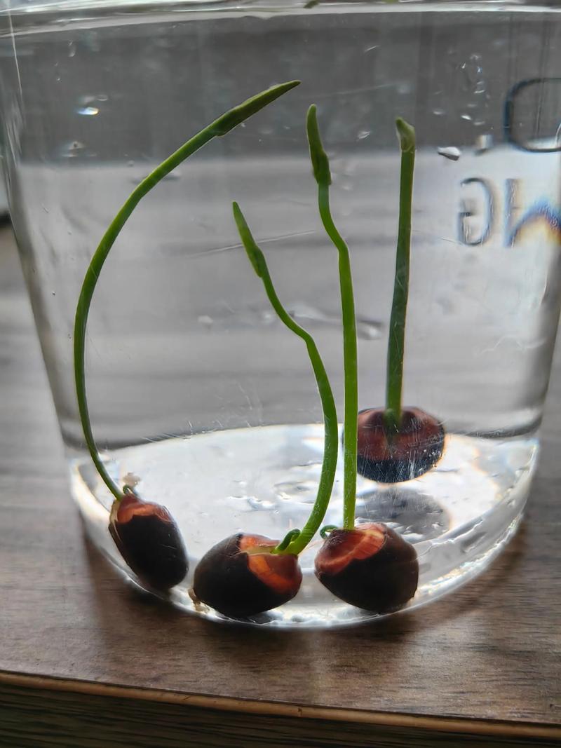 种子需要泡吗?正确浸泡让发芽率翻倍 四种正确浸泡方法