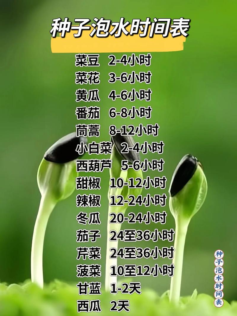 种子需要泡吗?正确浸泡让发芽率翻倍 常见误区
