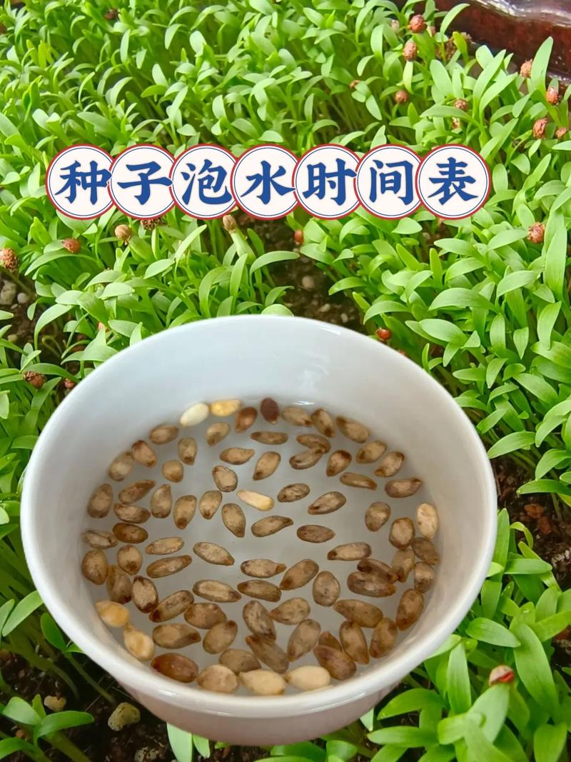种子需要泡吗?正确浸泡让发芽率翻倍 结语