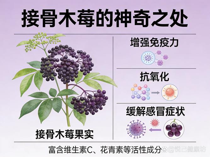 接骨木莓在中国有吗?——园艺引种与种植全攻略 接骨木莓在中国的适宜种植区域