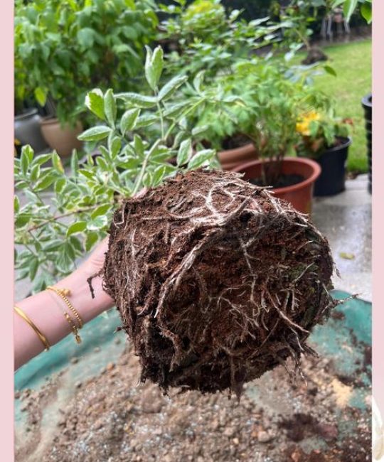 接骨木莓在中国有吗？——园艺引种与种植全攻略