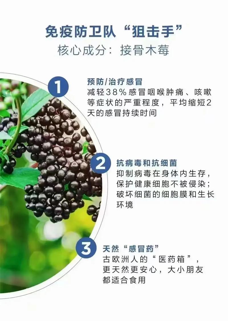 接骨木莓在中国有吗?——园艺引种与种植全攻略 引种与种植要点(适合中国园艺爱好者)