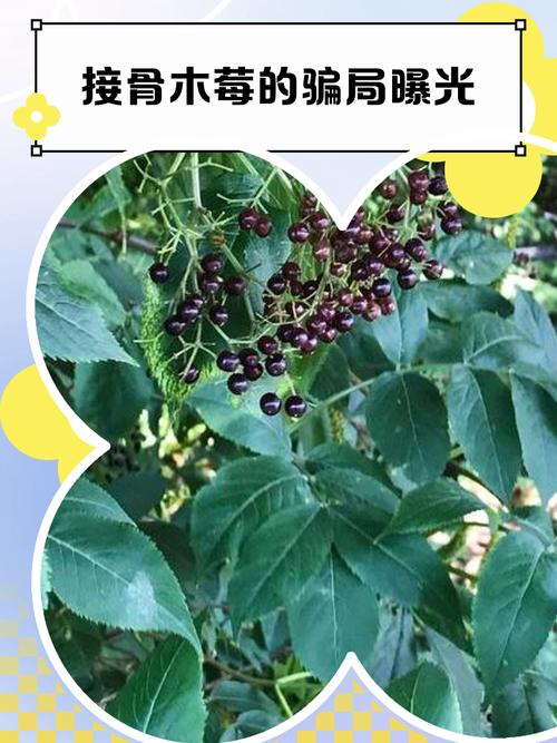 接骨木莓在中国有吗?——园艺引种与种植全攻略 中西医结合:接骨木莓的食用与药用价值