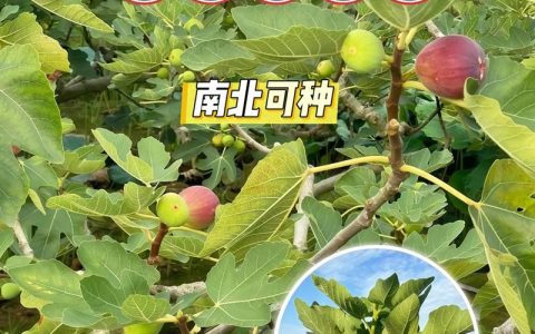 无花果落果是什么原因？四大主因及精准防治方案