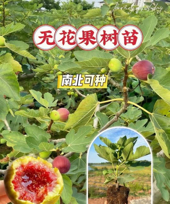 无花果落果是什么原因？四大主因及精准防治方案