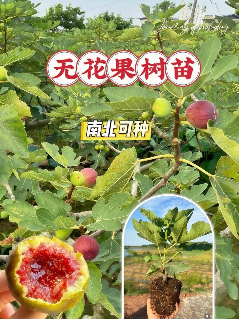 无花果落果是什么原因？四大主因及精准防治方案