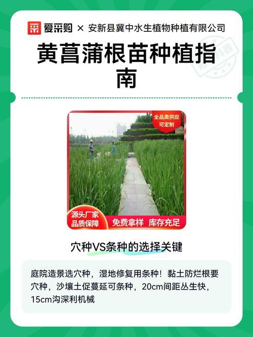 黄菖蒲水中栽植全攻略:从选时到成活的7个关键步骤 二、水体环境:水深10-20cm,底质需为淤泥