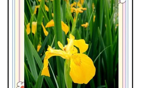 黄菖蒲水中栽植全攻略：从选时到成活的7个关键步骤