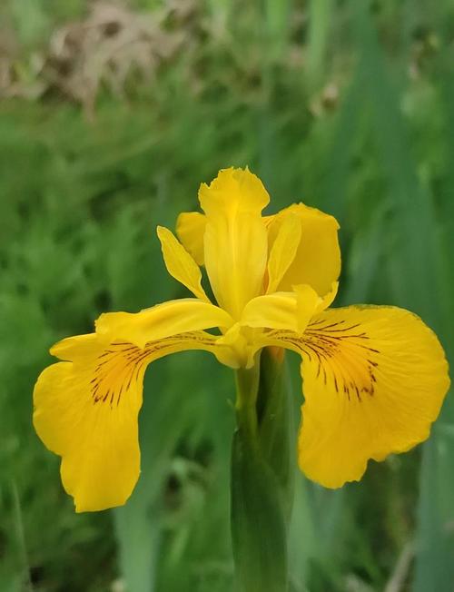 黄菖蒲水中栽植全攻略:从选时到成活的7个关键步骤 四、栽植深度:根茎顶部略露出水面或埋入泥中1-2cm