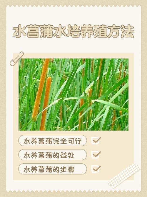黄菖蒲水中栽植全攻略:从选时到成活的7个关键步骤 FAQ