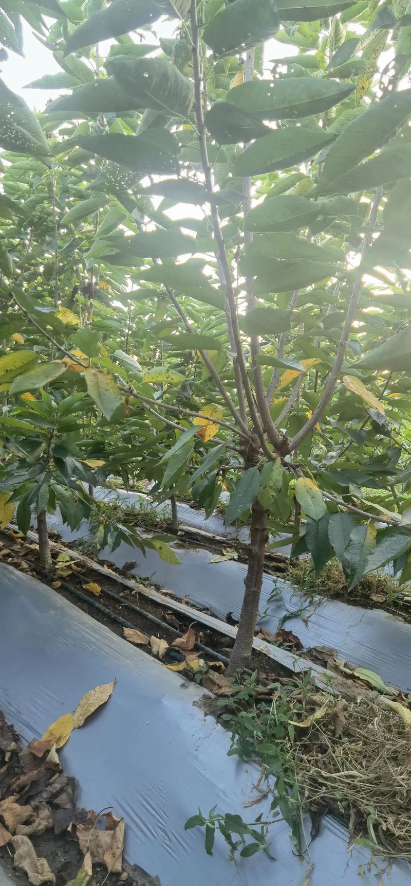 美早大樱桃高效种植全攻略:从选苗到成活的七个关键步骤 七、成活注意事项:排查萎蔫与烂根,逐步恢复正常管理