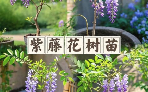 紫藤花树适合北方种植吗？北方地栽全流程指南