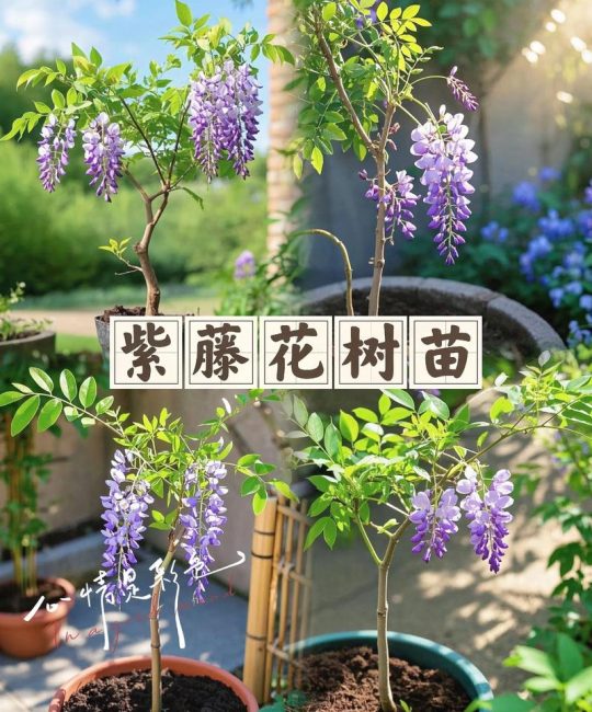 紫藤花树适合北方种植吗？北方地栽全流程指南