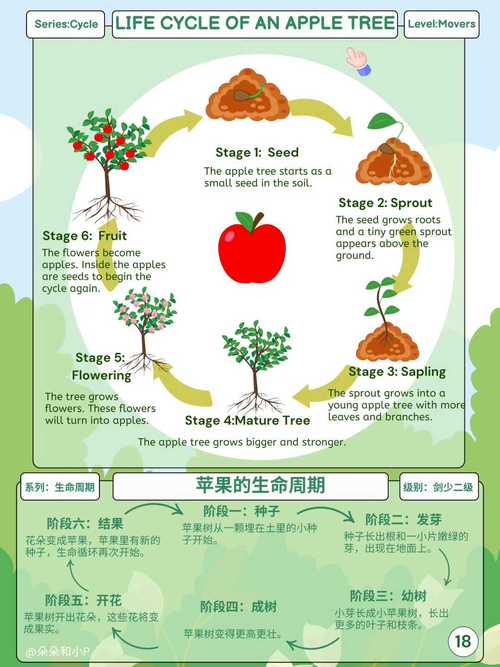 苹果怎么种植方法:从选苗到丰产的全流程技术指南 种植关键步骤:土壤改良与栽植深度控制