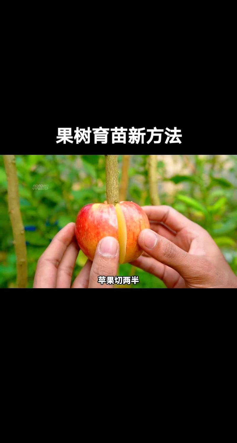 苹果怎么种植方法:从选苗到丰产的全流程技术指南 品种与地区选择:红富士适种山东、陕西,嘎啦适种河南、山西