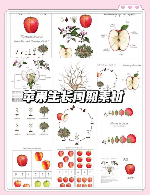 苹果怎么种植方法:从选苗到丰产的全流程技术指南 浇定根水与缓苗管理