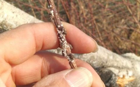 核桃树常见虫害识别：核桃举肢蛾与草履蚧防治全攻略
