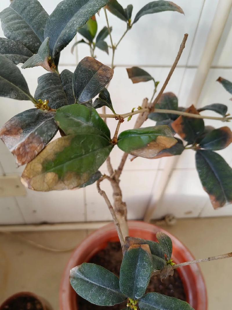 桂花树新芽干枯萎蔫?专家教你一步步排查原因与解决 分步排查清单(请按顺序执行)