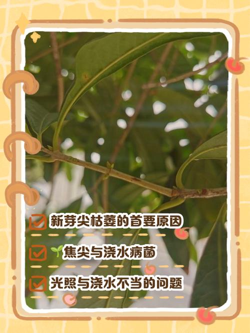 桂花树新芽干枯萎蔫?专家教你一步步排查原因与解决 预防建议