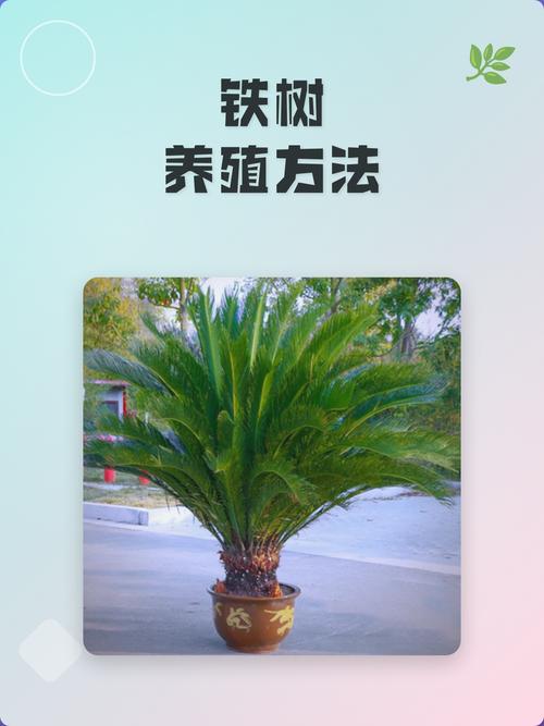 二、土壤环境：微酸性、排水好是关键