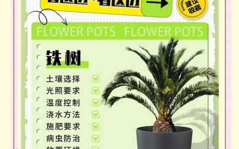 铁树种植方法全攻略：从选时到成活，七个关键步骤保你种活铁树