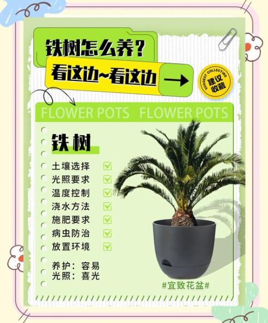 铁树种植方法全攻略：从选时到成活，七个关键步骤保你种活铁树