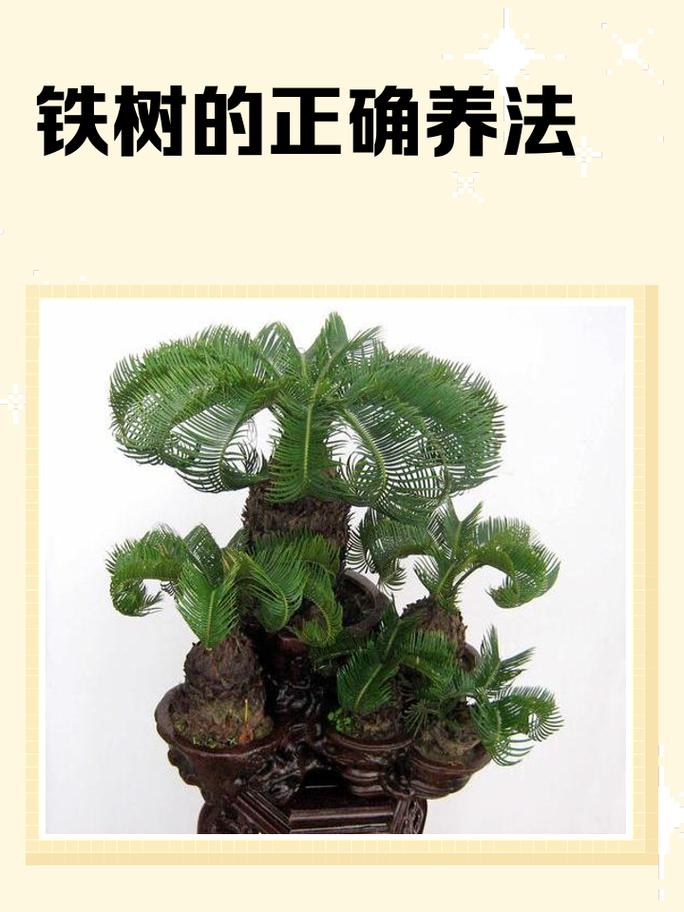 四、栽植深度：浅栽！根颈必须露在外面