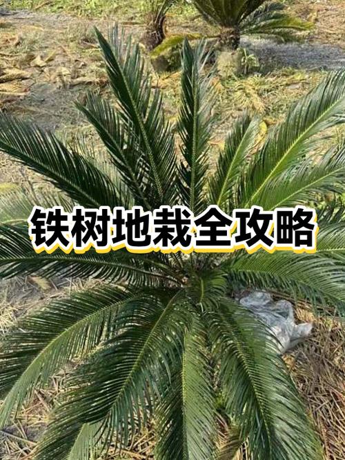 五、浇定根水：一次性浇透，之后控水