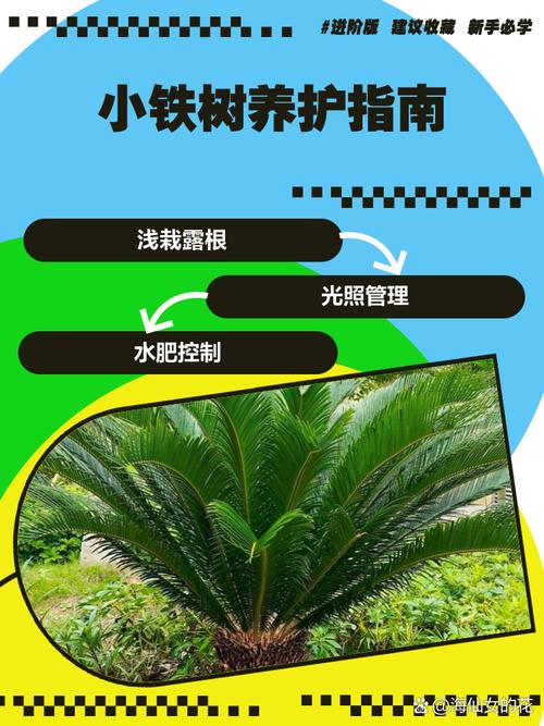 七、成活注意事项：防涝、防冻、防闷根