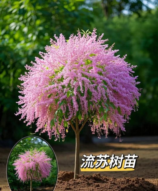 不落叶的树有哪些？2026年最耐寒耐热的常绿树种推荐指南