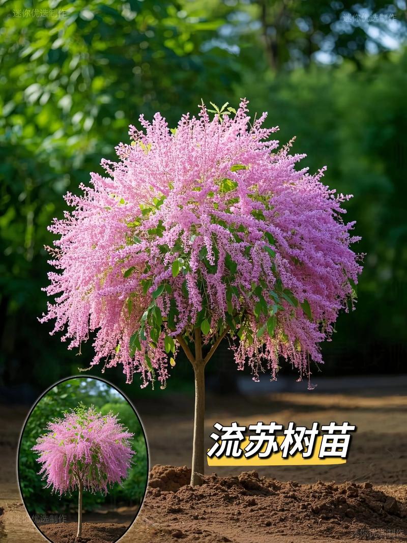 常绿树的定义与分类