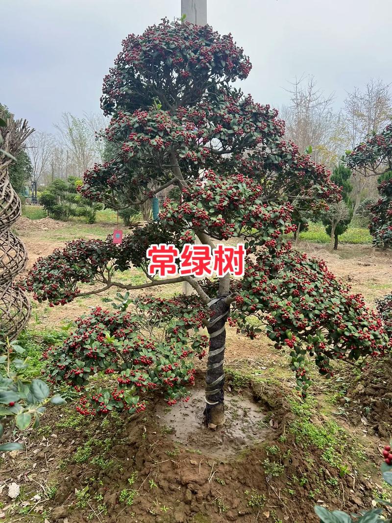 光照与水分需求分级