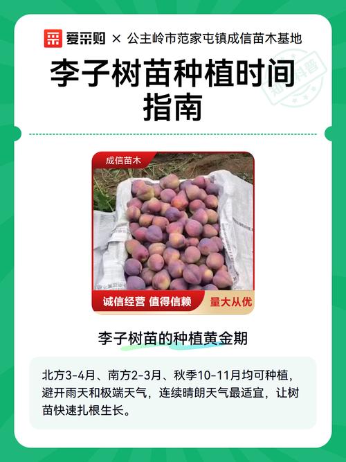 四川李子树苗什么时候移栽最好?这份完整指南告诉你最佳时间与操作要点 七、成活注意事项