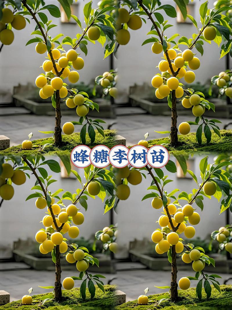 四川李子树苗什么时候移栽最好?这份完整指南告诉你最佳时间与操作要点 五、浇定根水