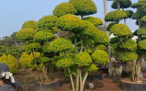 小叶女贞绿篱修剪与工程种植技术参数