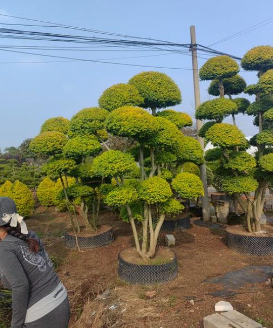 小叶女贞绿篱修剪与工程种植技术参数