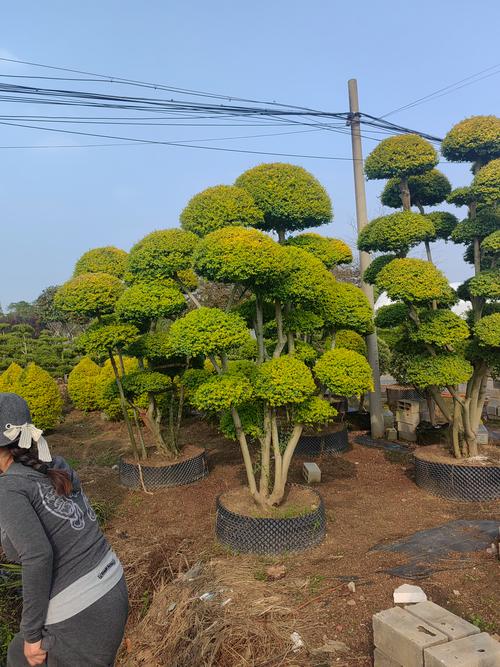 小叶女贞绿篱修剪与工程种植技术参数 小叶女贞绿篱修剪与工程种植技术参数