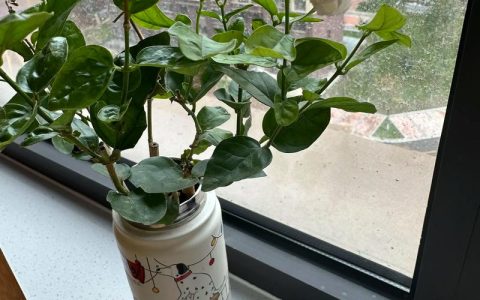 茉莉花可以水培吗？水培方法、养护技巧与常见问题详解