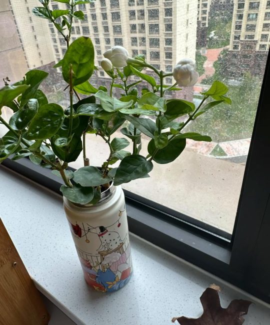 茉莉花可以水培吗？水培方法、养护技巧与常见问题详解