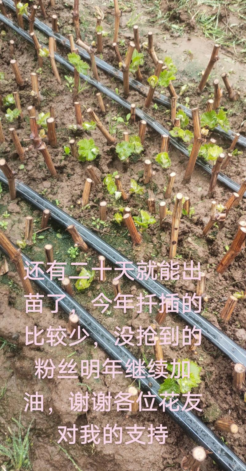 葡萄苗买回来怎么种?7步标准操作指南,成活率提高至90%以上 第5步:浇定根水——分两次浇透