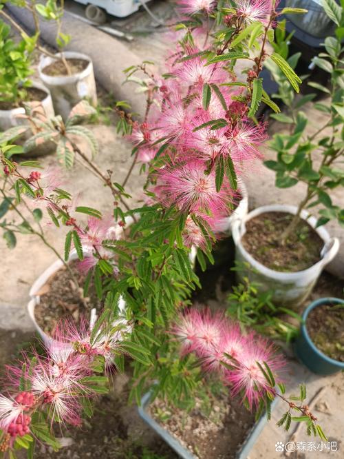 5种六月开花的观赏树木详解