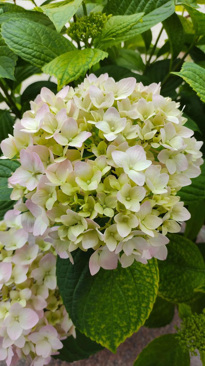 促花养护步骤（可执行操作）