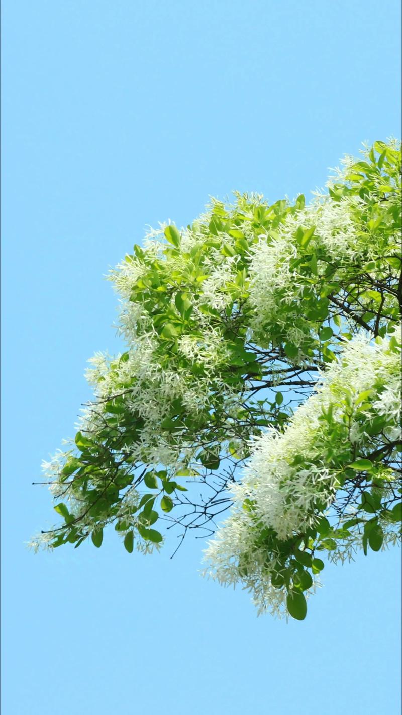 不开花或开花少的常见原因与解决